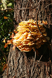 shelf mushroom on a tree trunk